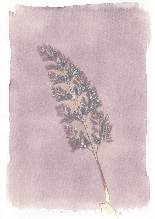 Image on an Anthotype, a textured paper with a pale lilac base painted on, in the centre is a darker outline of a fern.