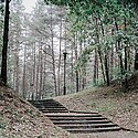 A autumn woodland scene with steps leading up to a lampost, lots of leave on the ground 