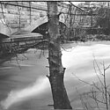 black and white photo of a tree against a high rising river 