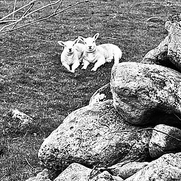 Friendship 